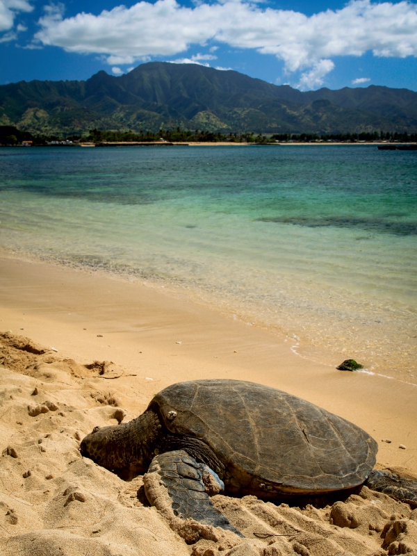 Hawaiian Green Sea Turtle - Oahu