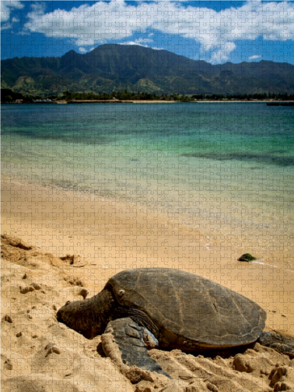 Hawaiian Green Sea Turtle - Oahu