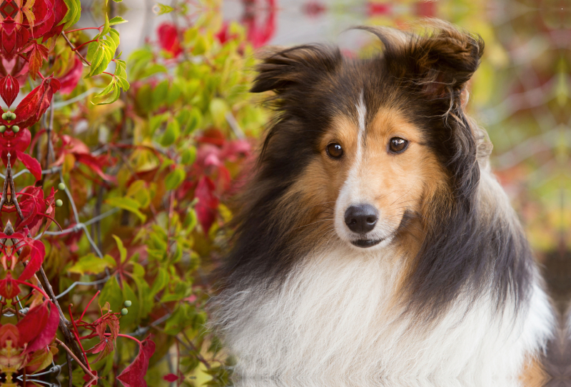 Ein Motiv aus dem Kalender SHELTIES Liebe auf 4 Pfoten