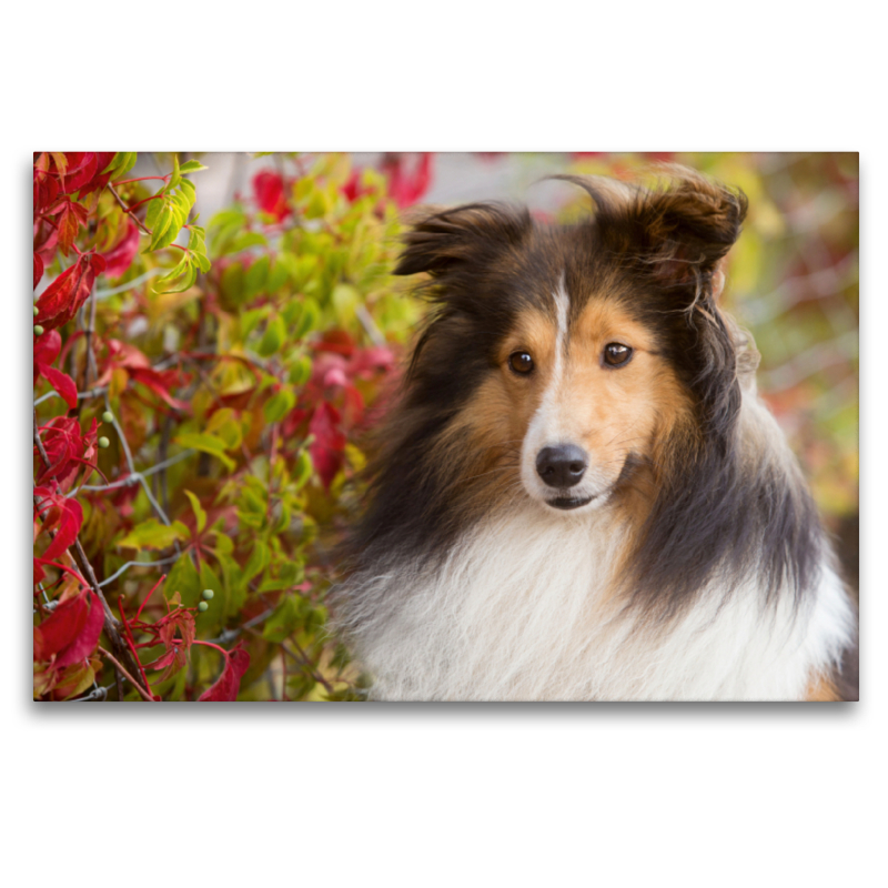 Ein Motiv aus dem Kalender SHELTIES Liebe auf 4 Pfoten