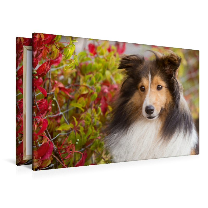 Ein Motiv aus dem Kalender SHELTIES Liebe auf 4 Pfoten