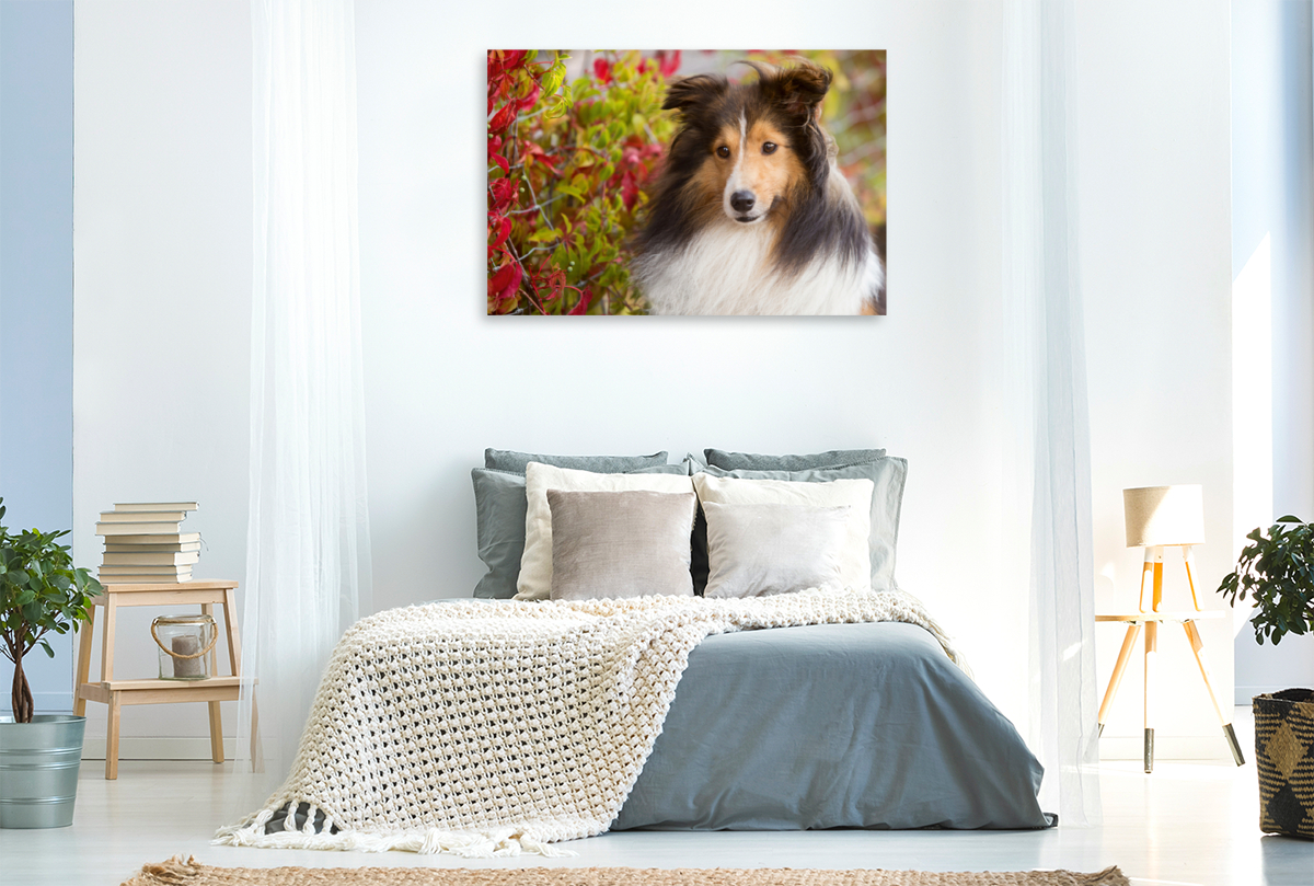 Ein Motiv aus dem Kalender SHELTIES Liebe auf 4 Pfoten