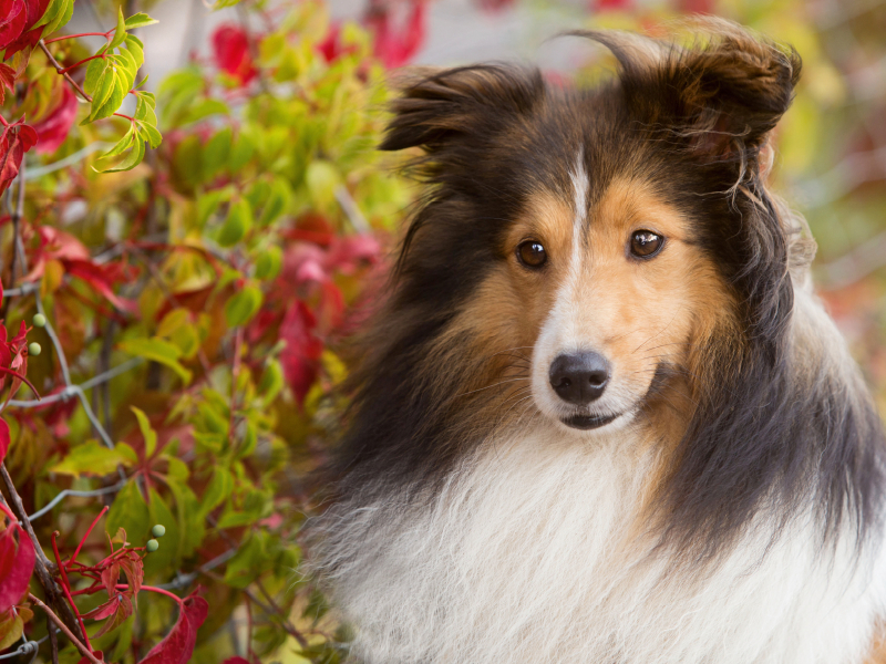 Ein Motiv aus dem Kalender SHELTIES Liebe auf 4 Pfoten