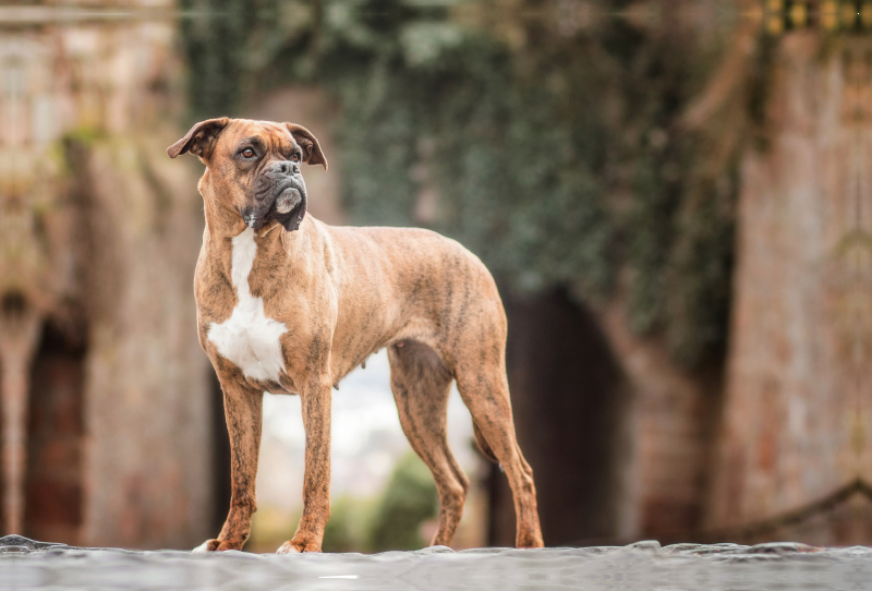 Chili (Boxer)