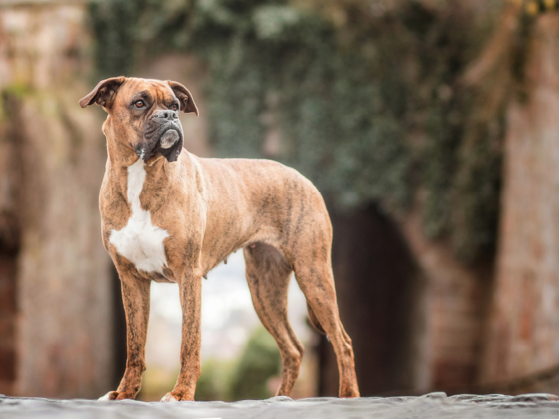 Chili (Boxer)