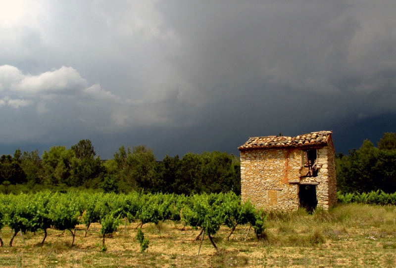 Weinberg, Provence, Südfrankreich