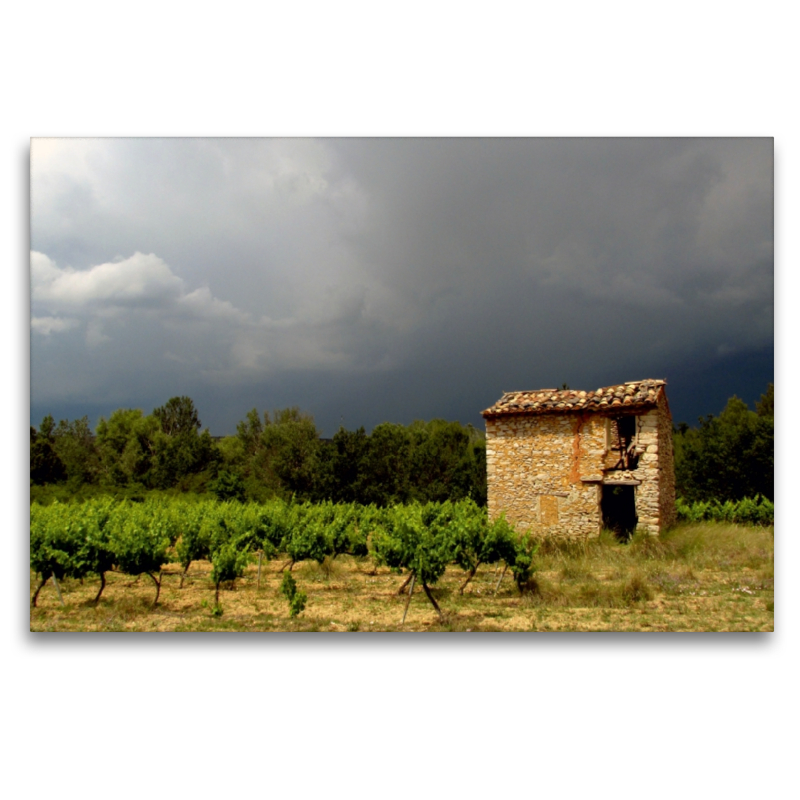 Weinberg, Provence, Südfrankreich