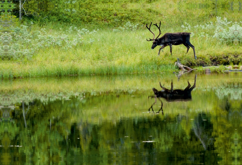 Der stolze Rentier-Bulle am Ylläs-Pallastunturi, Finnland