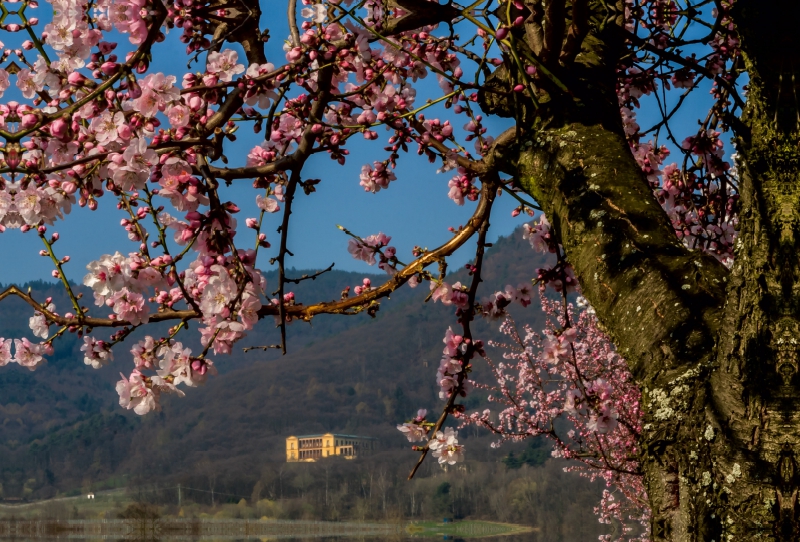 Villa Ludwigshöhe, Edenkoben