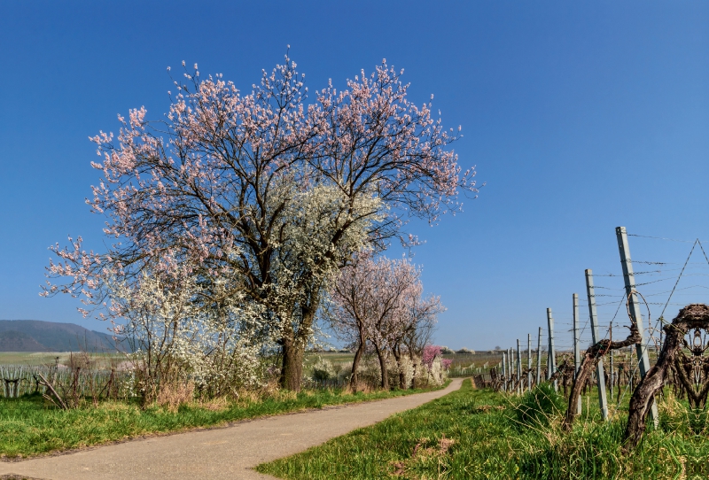 Weinbergweg, Godramstein