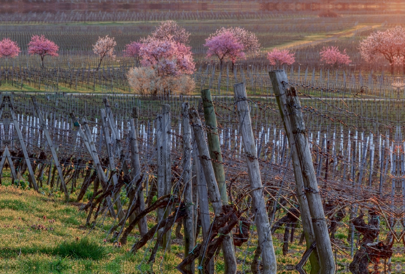 Weinberge bei Bad Dürkheim