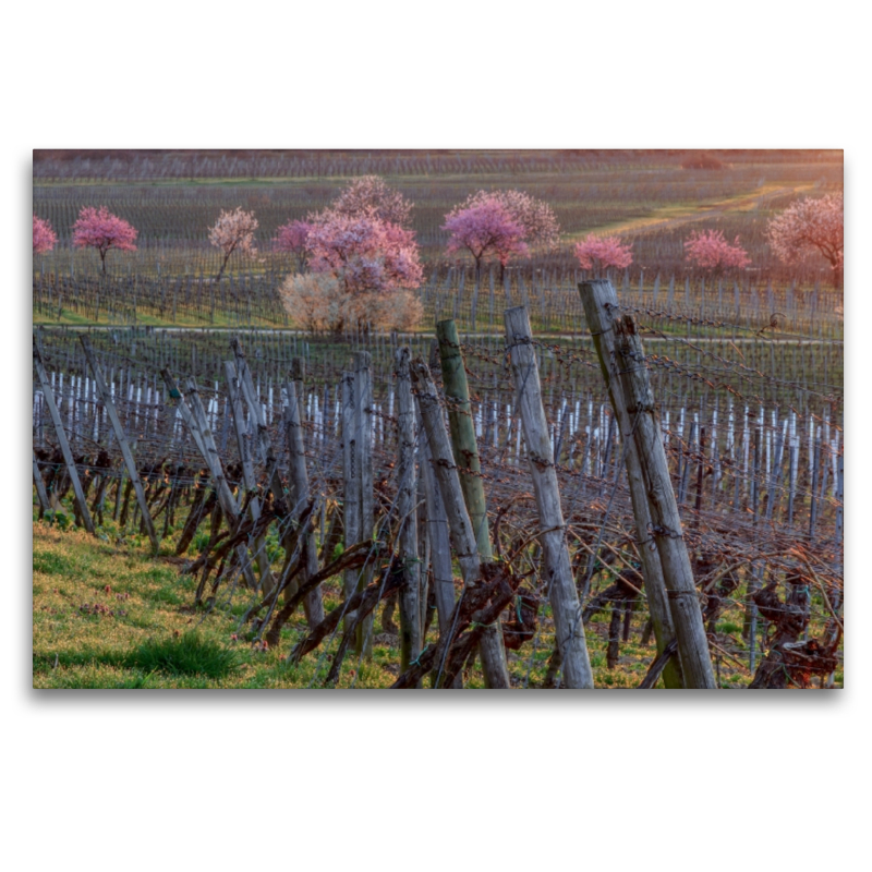 Weinberge bei Bad Dürkheim