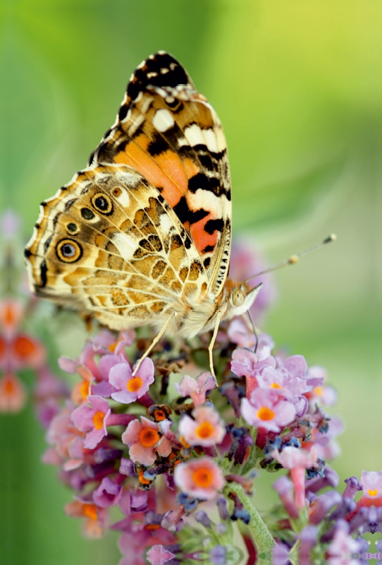 Distelfalter auf Sommerflieder