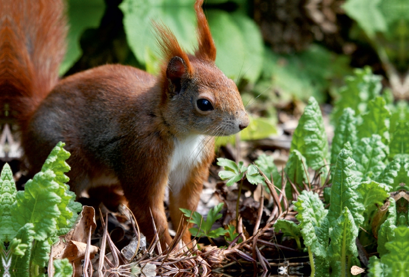 Putziges Eichhörnchen