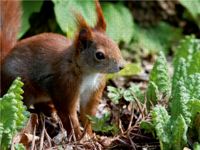 Putziges Eichhörnchen