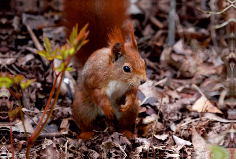 Eichhörnchen im Herbstlaub