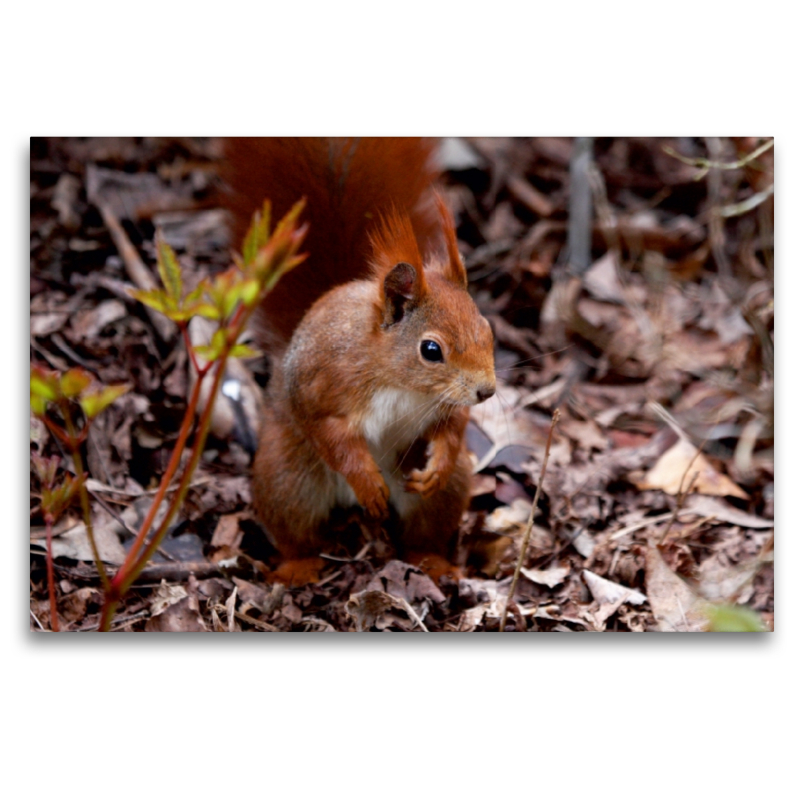 Eichhörnchen im Herbstlaub