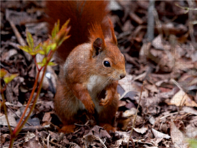 Eichhörnchen im Herbstlaub