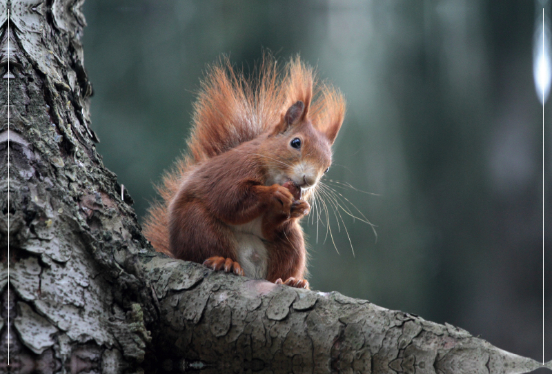 Eichhörnchen