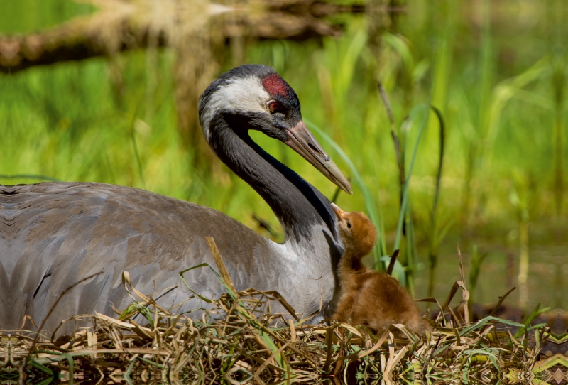 Altvogel mit erst geschlüpftem Küken