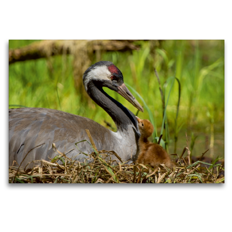 Altvogel mit erst geschlüpftem Küken