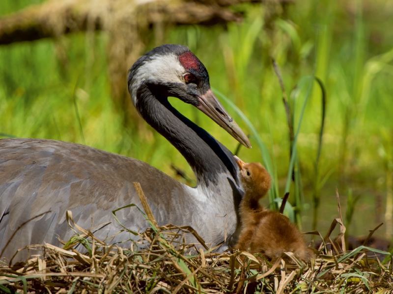 Altvogel mit erst geschlüpftem Küken