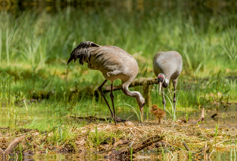 Altvögel mit 1. Küken und angepicktem Ei