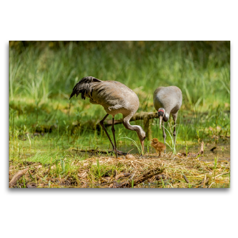 Altvögel mit 1. Küken und angepicktem Ei