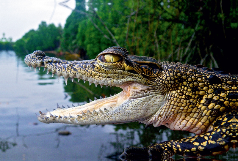 Sri Lanka Krokodil