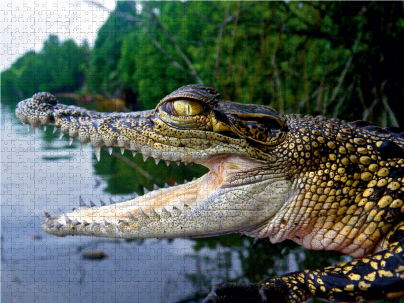 Sri Lanka Krokodil