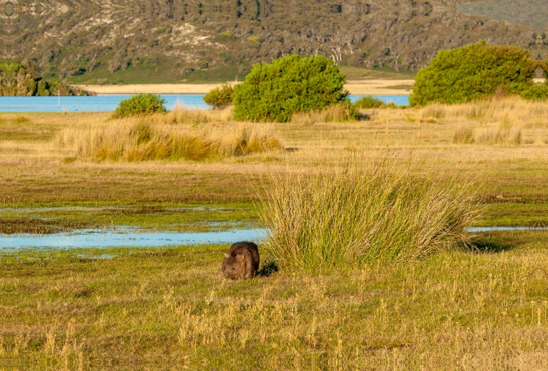 Wombat im Narawntapu NP