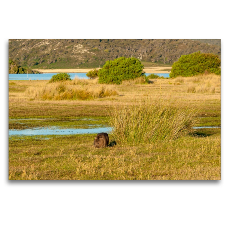 Wombat im Narawntapu NP