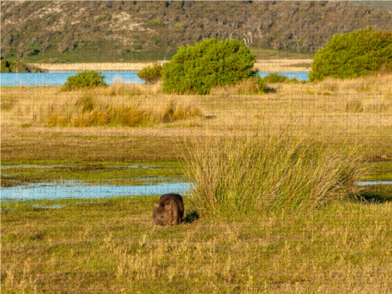 Wombat im Narawntapu NP