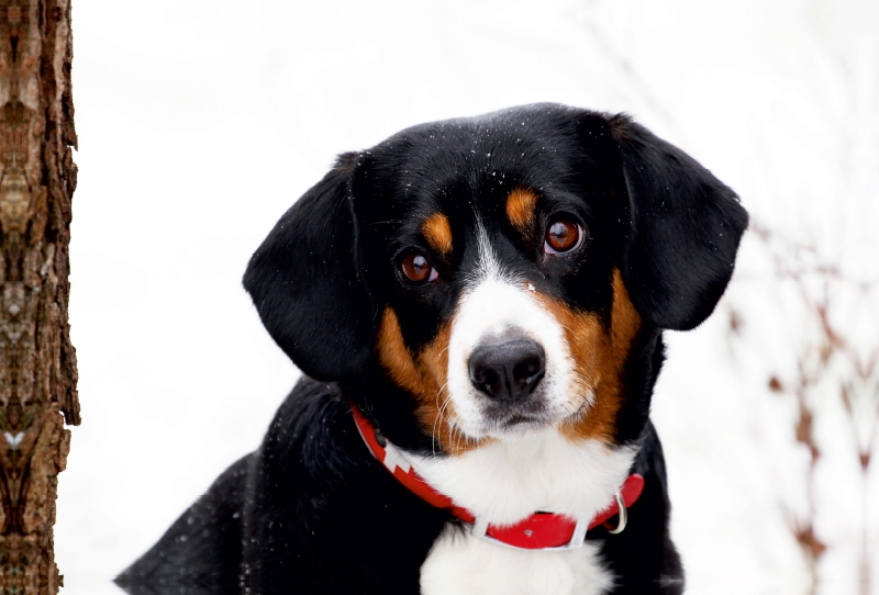 Entlebucher Sennenhund