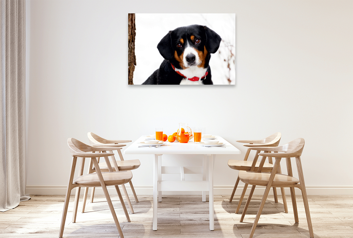 Entlebucher Sennenhund