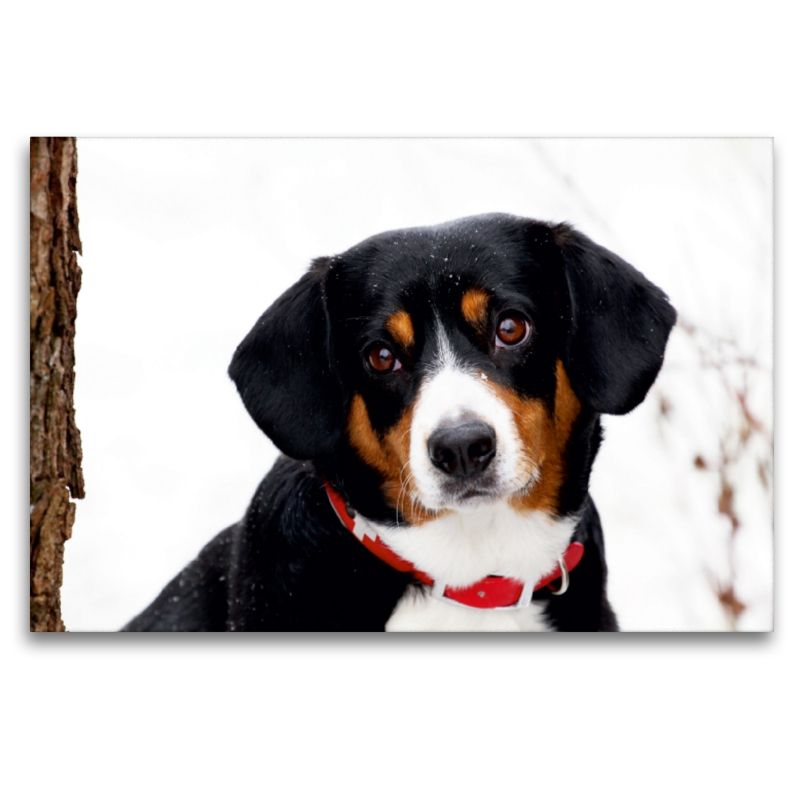 Entlebucher Sennenhund