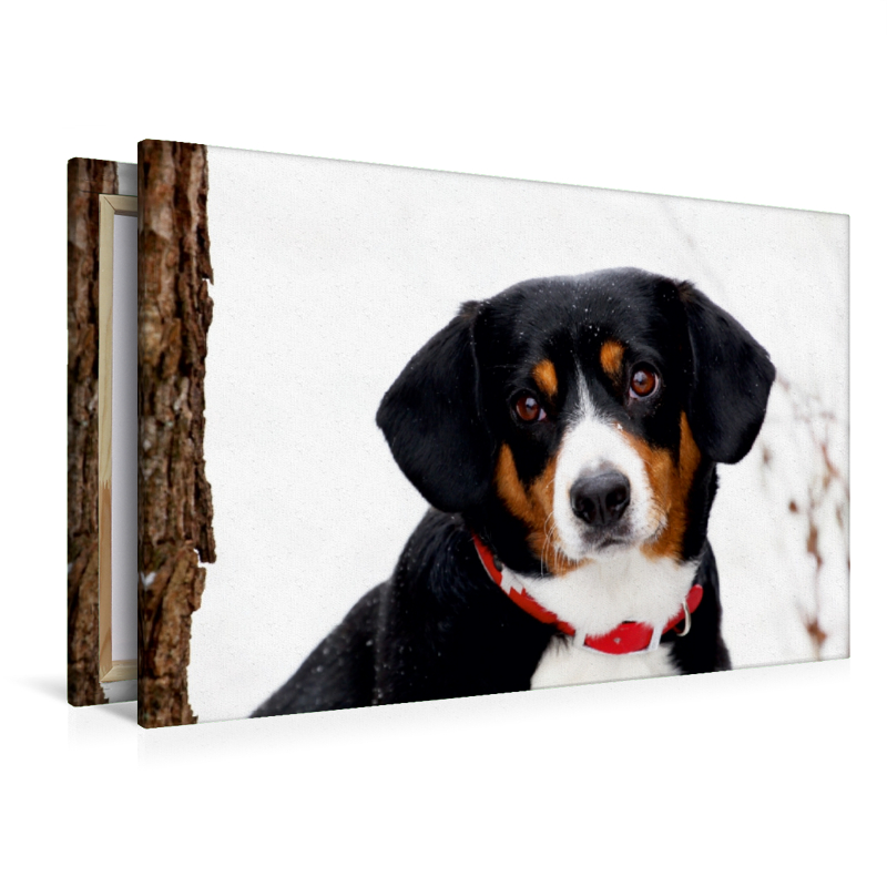 Entlebucher Sennenhund