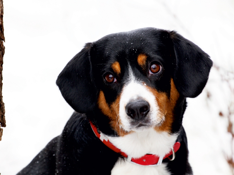 Entlebucher Sennenhund