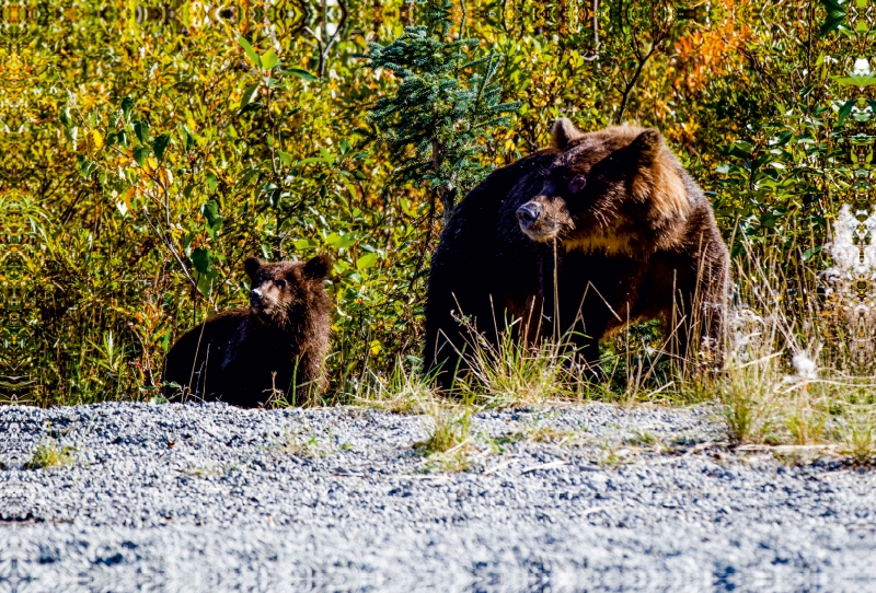 Grizzlys am Straßenrand