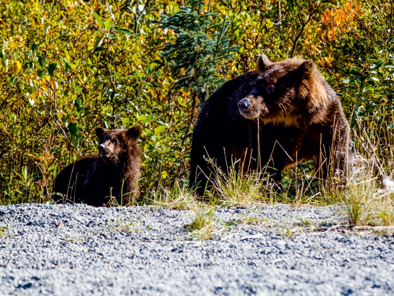 Grizzlys am Straßenrand