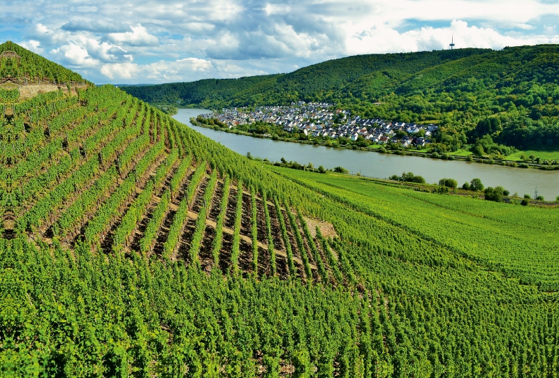 Weinberg in Winningen an der Mosel