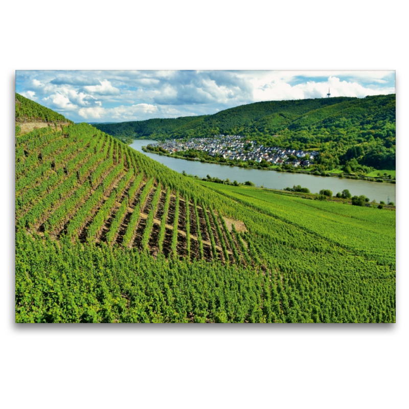 Weinberg in Winningen an der Mosel