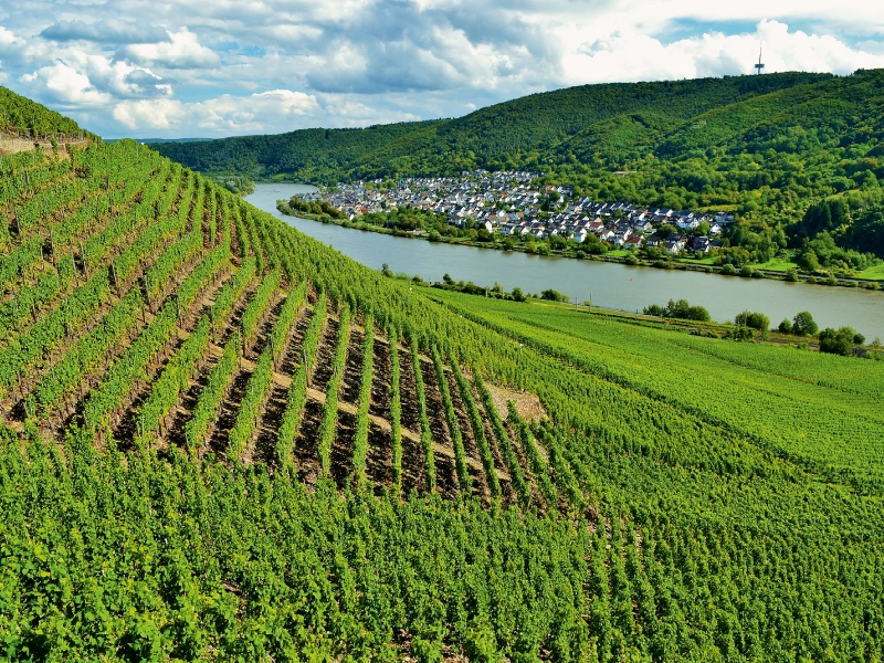 Weinberg in Winningen an der Mosel