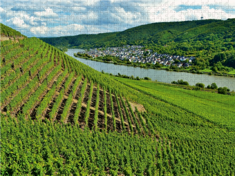 Weinberg in Winningen an der Mosel