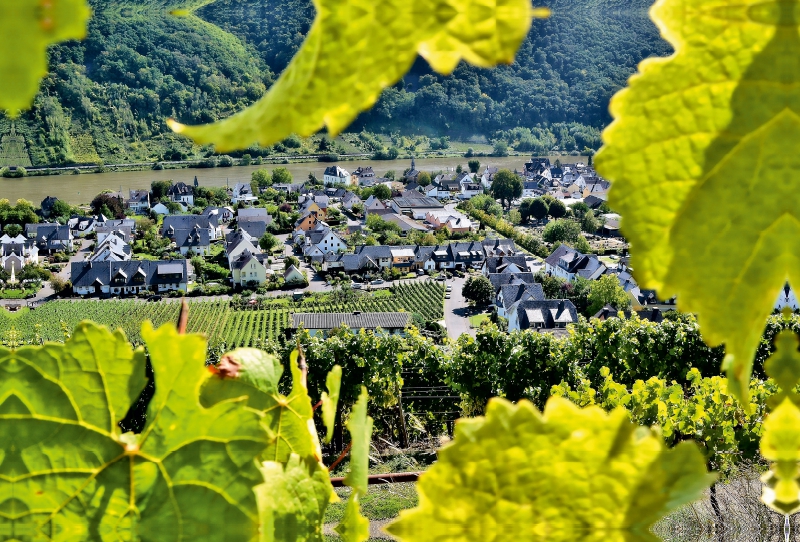 Der Winzerort Winningen an der Mosel