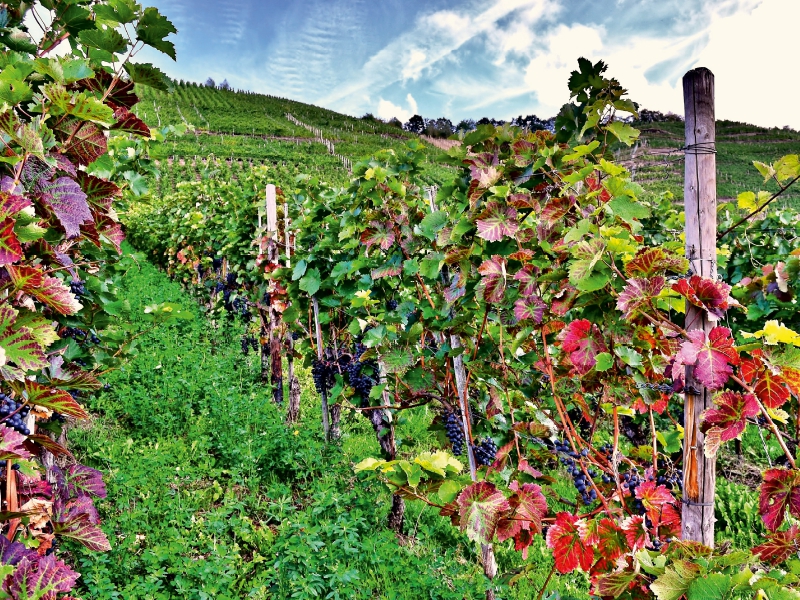 Rotweinreben an der Mosel