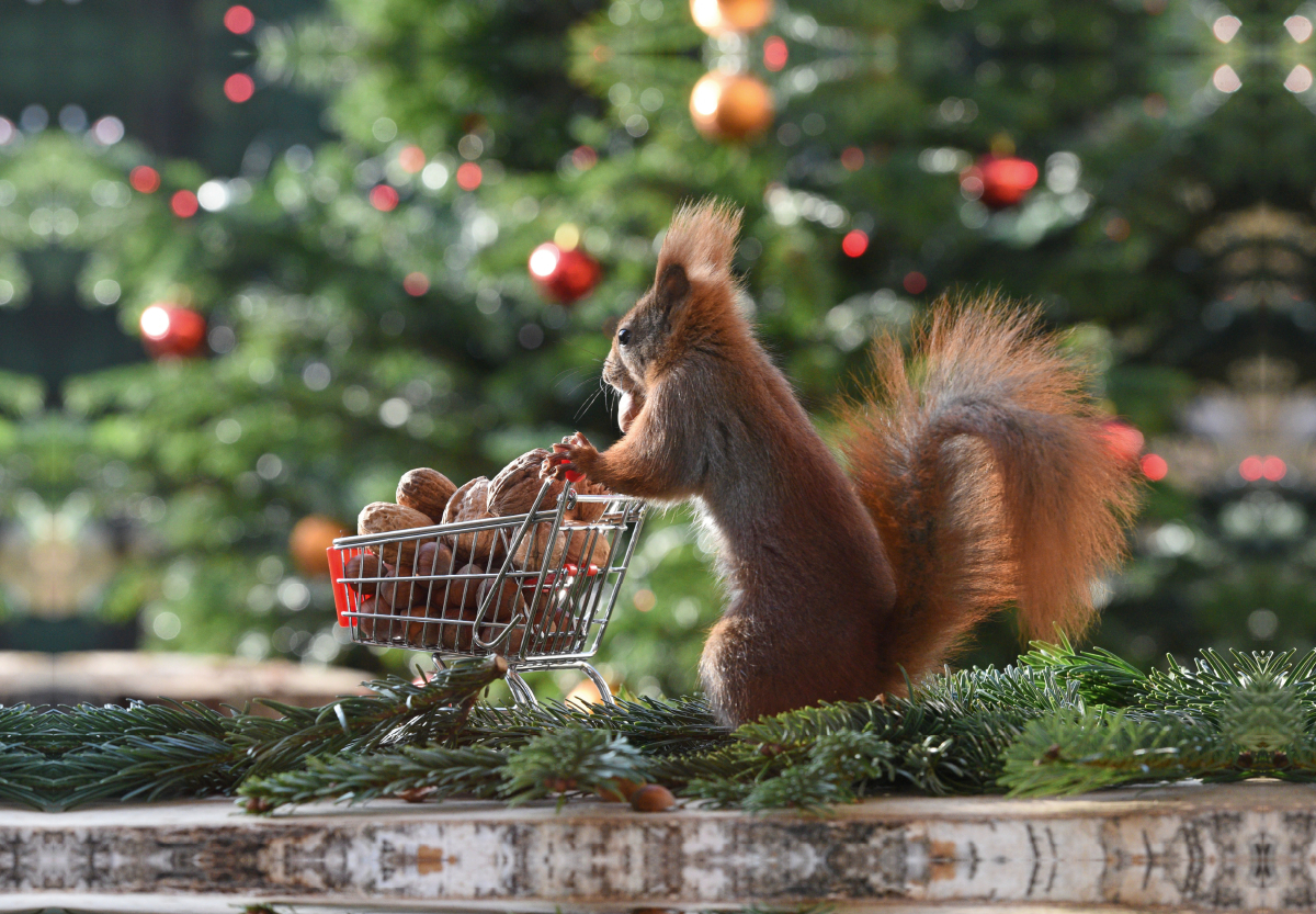 Eichhörnchen Shopping