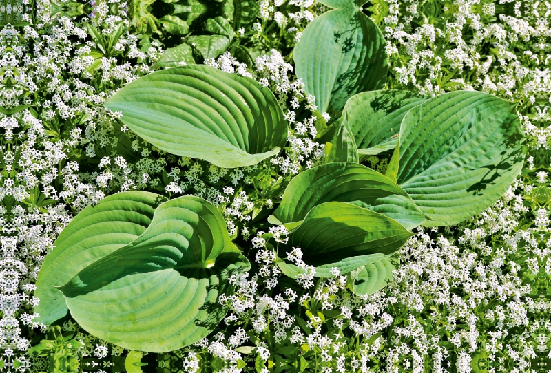 Hosta 'Big Daddy' umgeben von Waldmeister