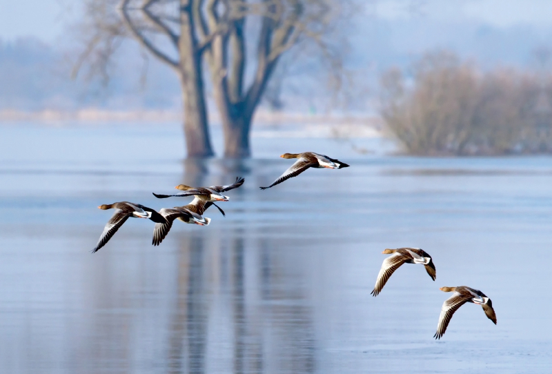 Gänseflug