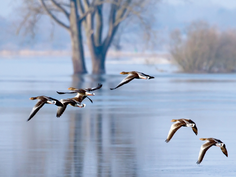 Gänseflug